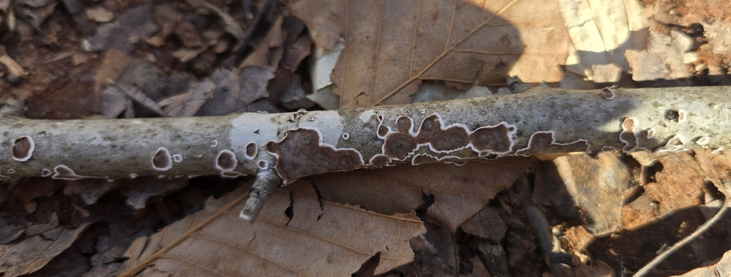 Peniophora albobadia