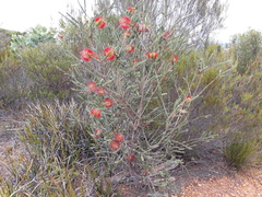 Melaleuca orbifolia