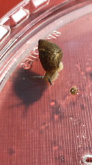 Bulimulus tenuissimus