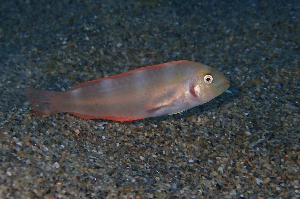Bluntheaded razorfish (Xyrichtys mundiceps) — Labridae