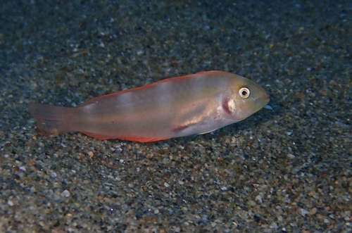 Stompkop-mesvis (Xyrichtys mundiceps) — Labridae