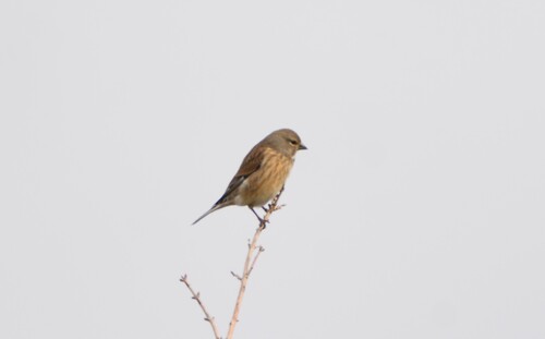 Eurasian Linnet