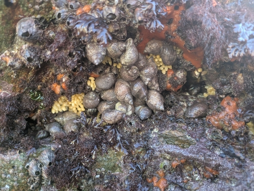 Nucella lapillus