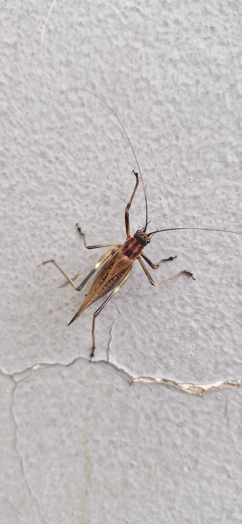 Scaphura curitibana