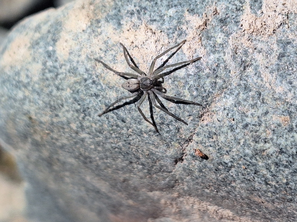 Sanogasta approximata