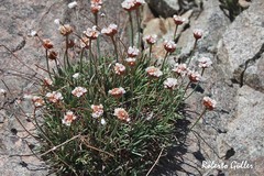 Armeria curvifolia