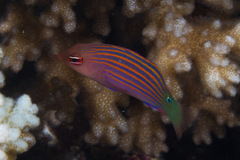 Pseudocheilinus hexataenia