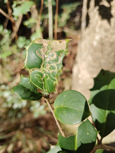 Unknown species found near Indian Springs, The Woodlands, TX, États-Unis