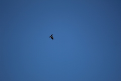 Parabuteo unicinctus