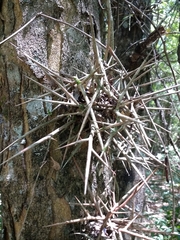 Gleditsia amorphoides