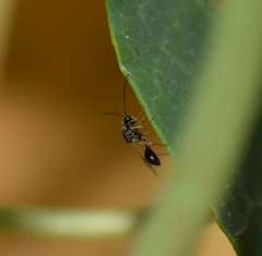 Figitidae