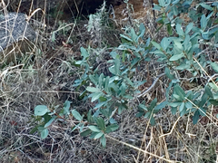 Quercus oblongifolia