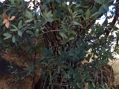 Quercus oblongifolia