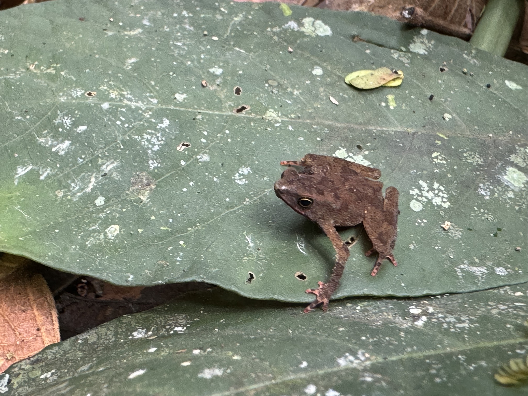 Siona Amazonian Toadlet photo 6