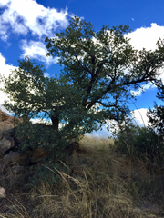 Quercus oblongifolia
