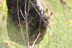 Polybia occidentalis