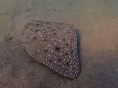 Longsnout Butterfly Ray photo 1