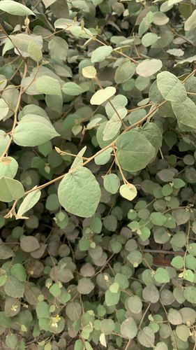 Capparicordis crotonoides, 2026-01-19