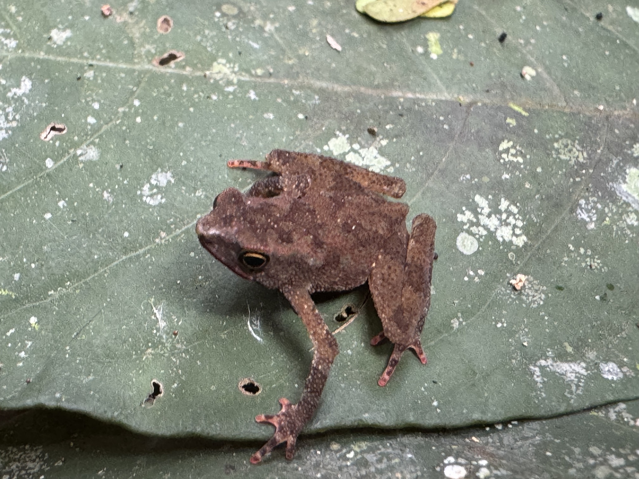 Siona Amazonian Toadlet photo 7