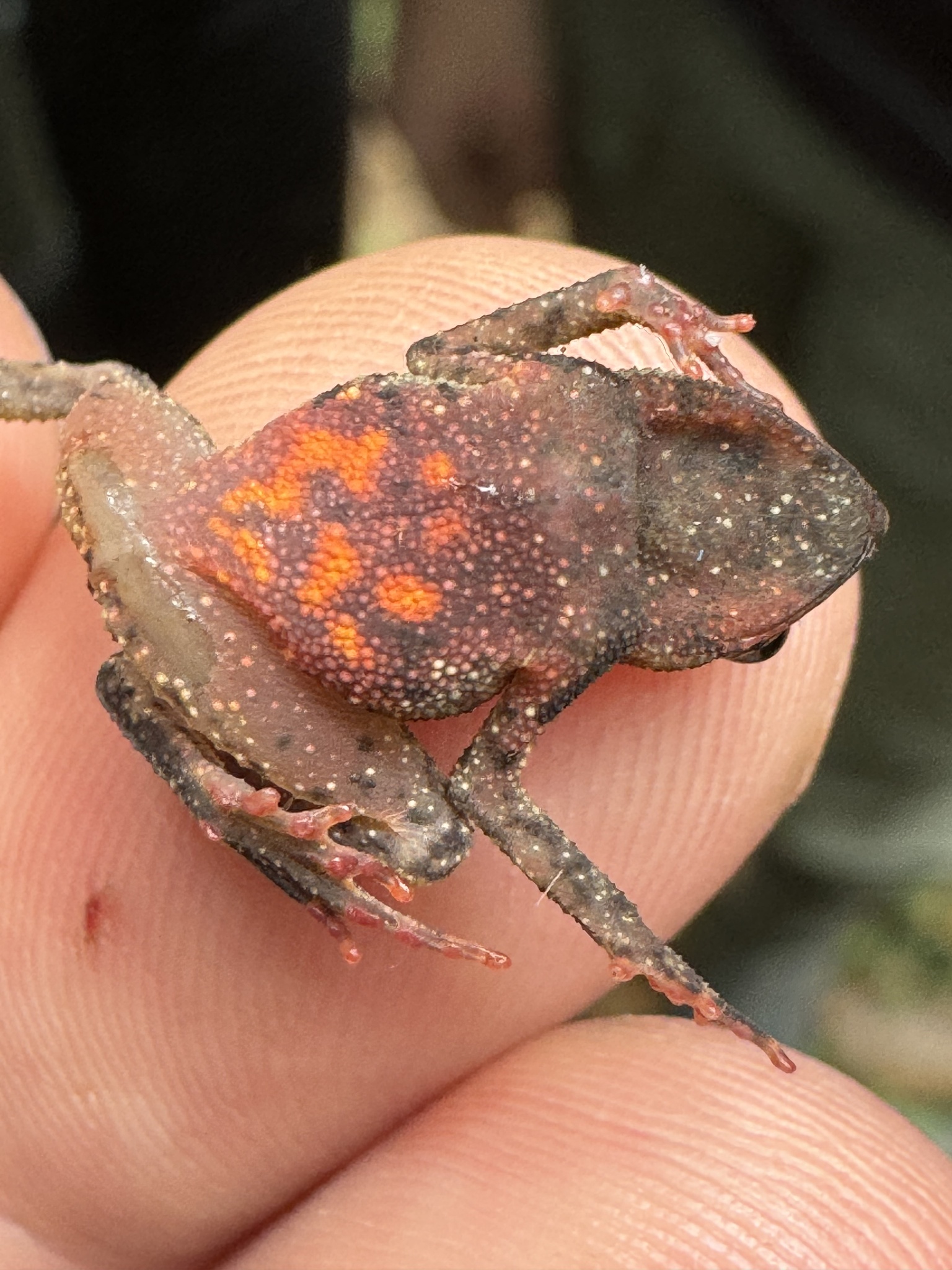 Siona Amazonian Toadlet photo 8