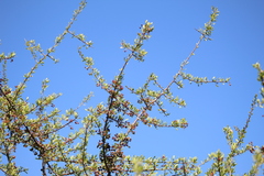 Schinus fasciculata