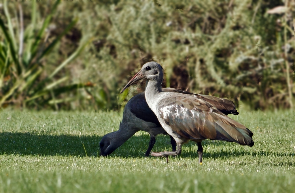 Hadada Ibis (Bostrychia hagedash), photo 2