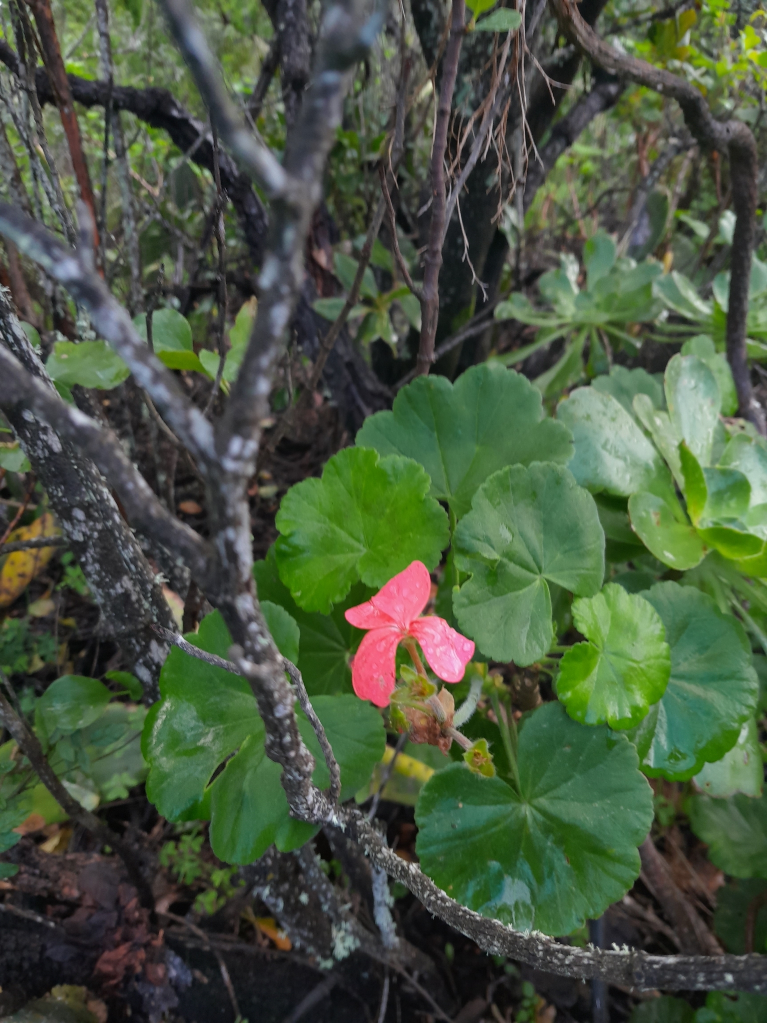 Imagem de Malva cheirosa