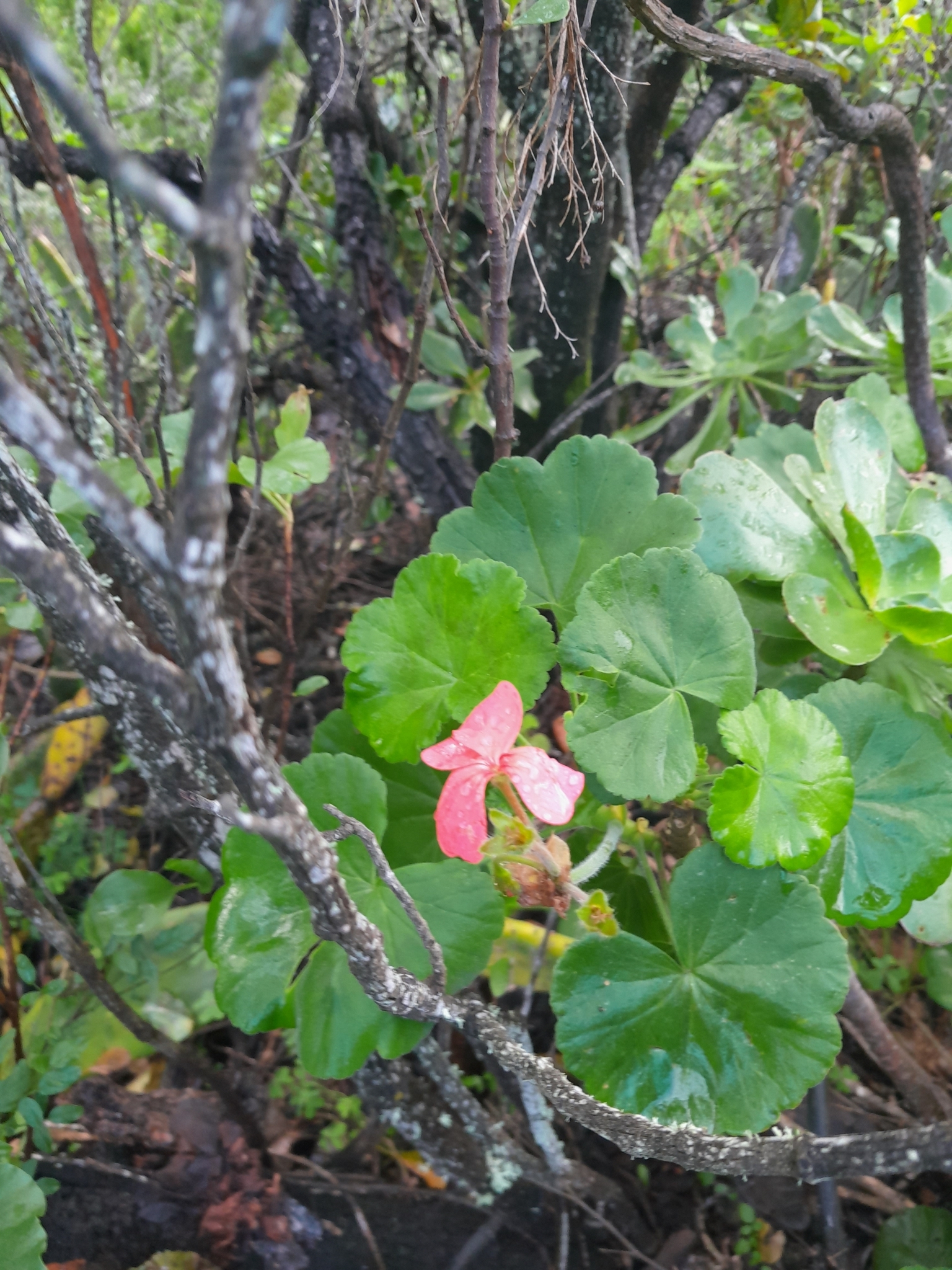 Imagem de Malva cheirosa