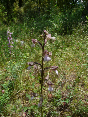 Komper's Orchid (Himantoglossum comperianum)