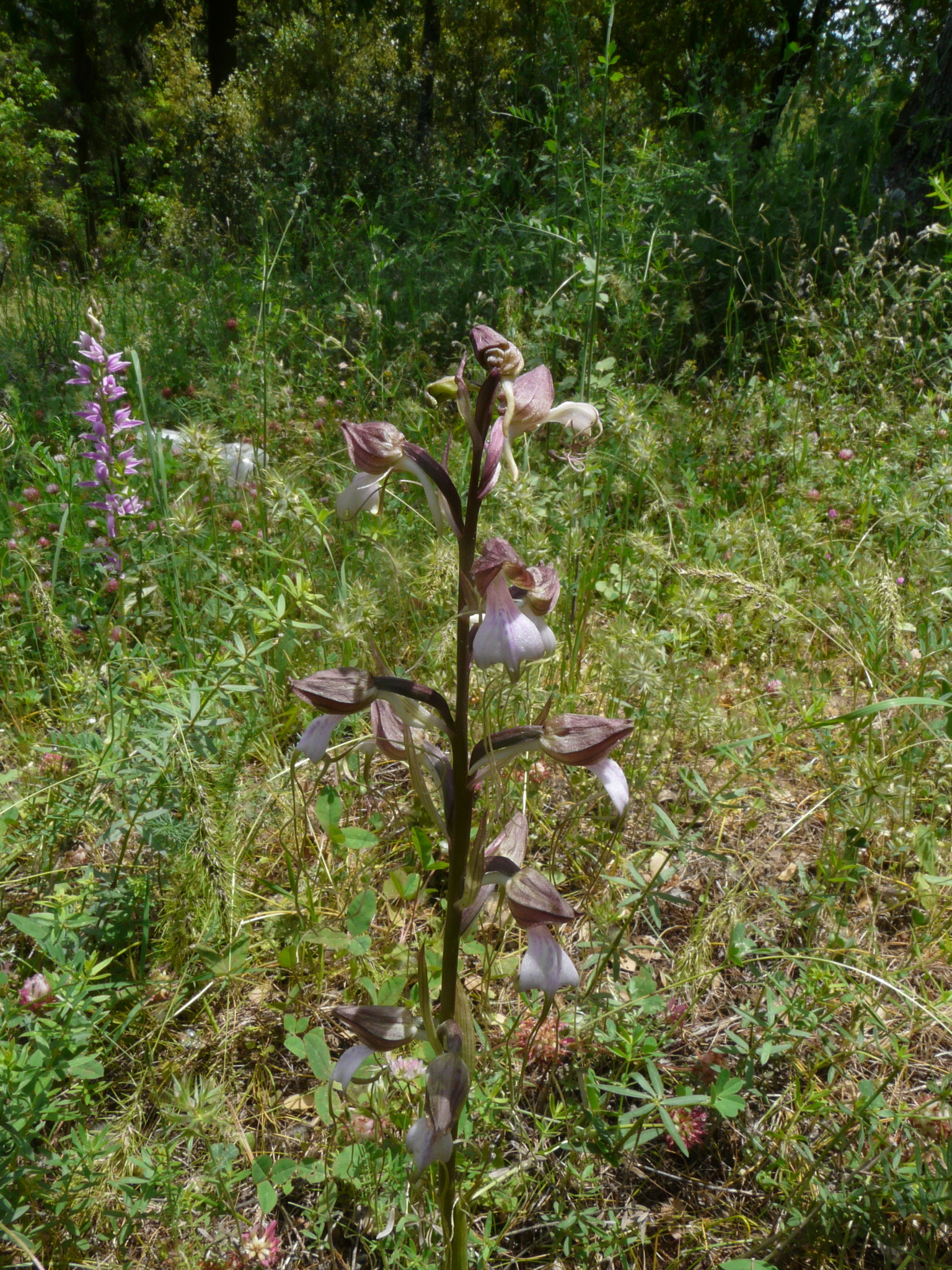 Komper's Orchid (Himantoglossum comperianum)