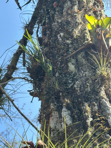 Isochilus latibracteatus, photograph 2