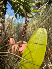 Stelis purpurascens