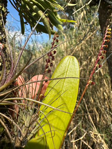 Stelis purpurascens, photograph 2