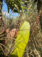 Stelis purpurascens, photograph (c) Peter Quakenbush, some rights reserved (CC BY)