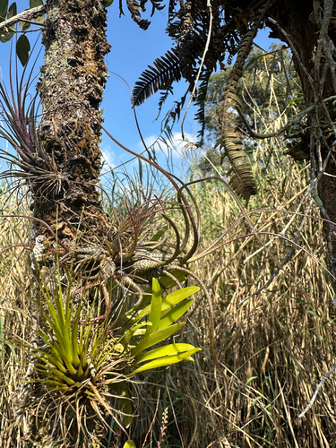 Stelis purpurascens, photograph 3
