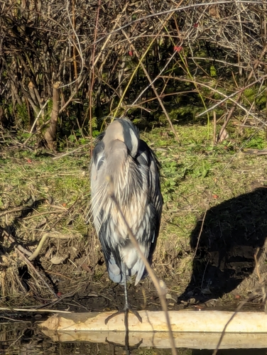 Great Blue Heron