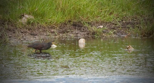 iNaturalist: (c) Yolande Oelsen, some rights reserved (CC BY-NC), uploaded by Yolande Oelsen iNaturalist image