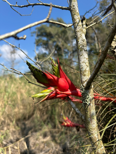 Tillandsia punctulata, photograph 6