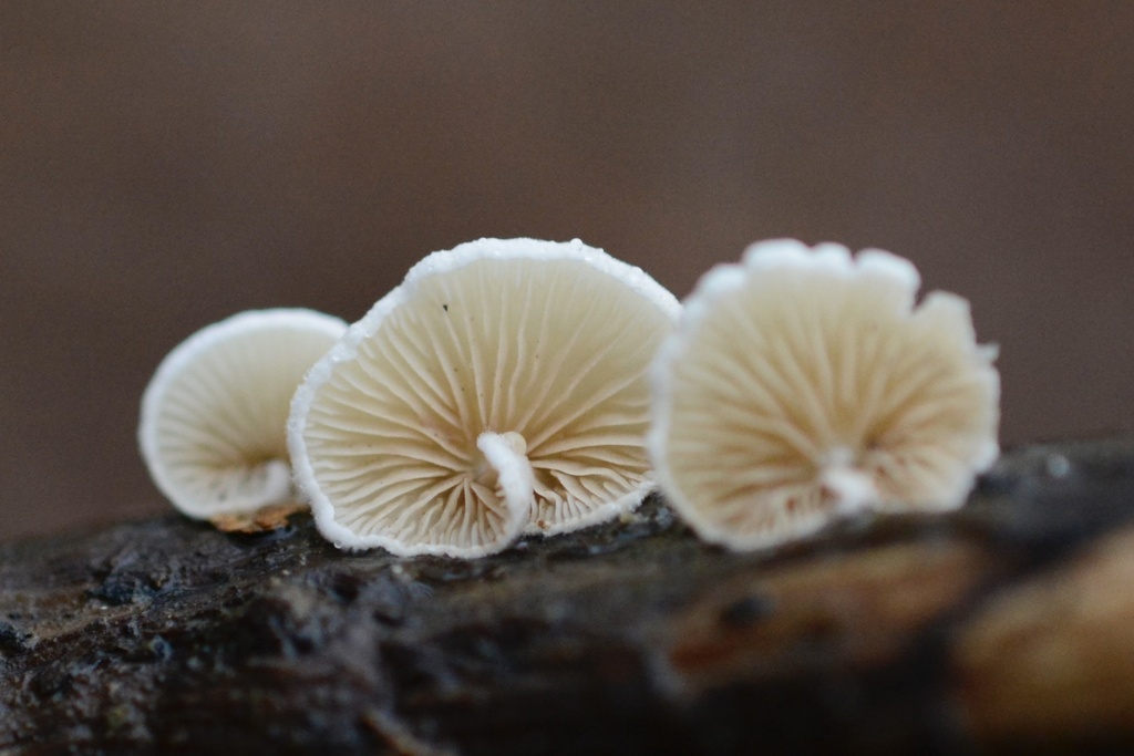 Crepidotus cesatii · January 2026 · photo: © cryptomarasmius (iNaturalist, cc-by)
