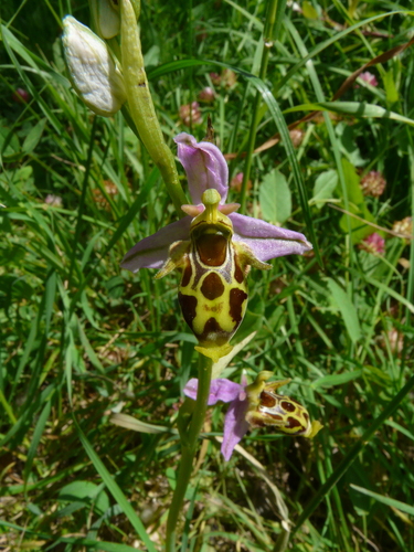 Horned Orchid (Ophrys oestrifera)