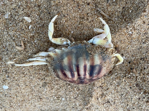 Calappa rubroguttata