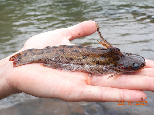Trachelyopterus teaguei