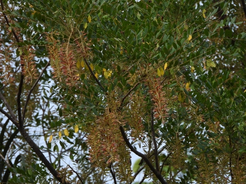 Mexican Alvaradoa (Alvaradoa amorphoides)