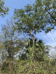 Albizia niopoides
