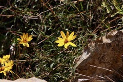 Aspilia montevidensis