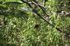 Myiophobus fasciatus