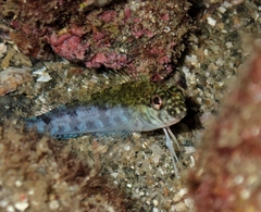 Mexican Margarita Blenny photo 3