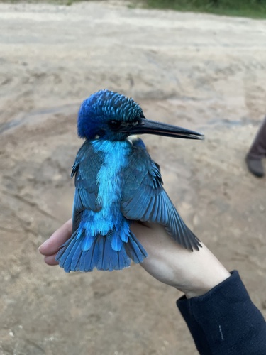 iNaturalist: (c) nicdj, some rights reserved (CC BY-NC) iNaturalist image