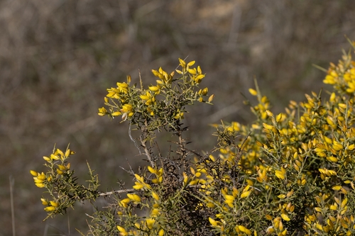 Avistamiento Ulex parviflorus