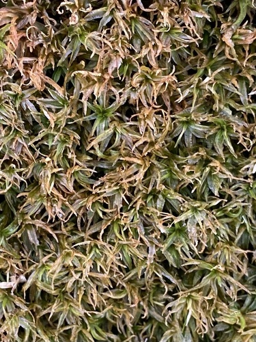 Atrichum crispum observed 2026-01-18